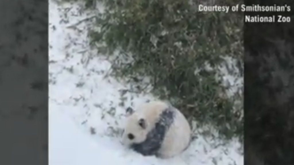 Goce absoluto de un bebé panda al descubrir la nieve por primera vez