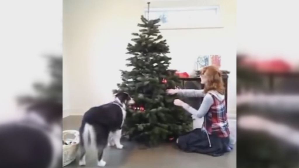 El mejor ayudante para decorar el árbol de navidad