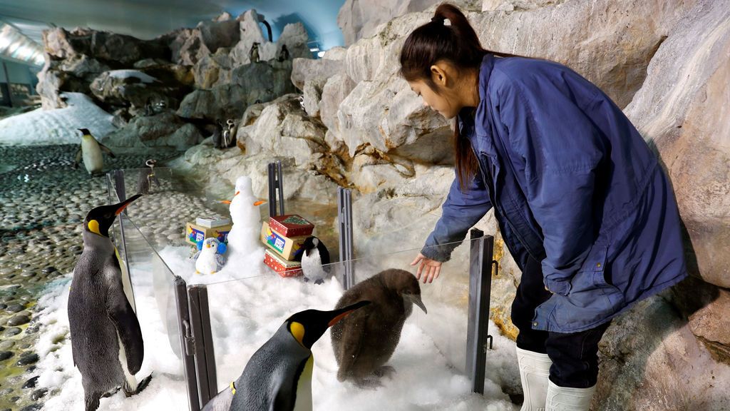 Maru, una cría de pingüino rey de dos meses y la primera eclosión exitosa por el Parque de Aves Jurong en casi una década, mira desde un recinto con tema navideño en la exhibición Penguin Coast en el parque en Singapur