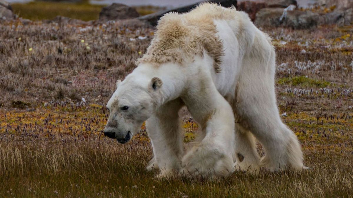 Profundizamos en la polémica foto viral del oso polar: ¿fue realmente el cambio climático culpable de su muerte?