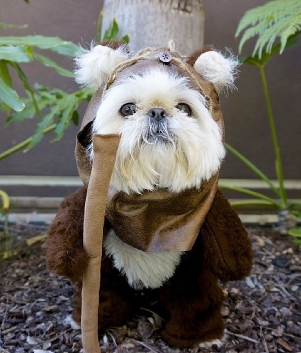 ewok-dog