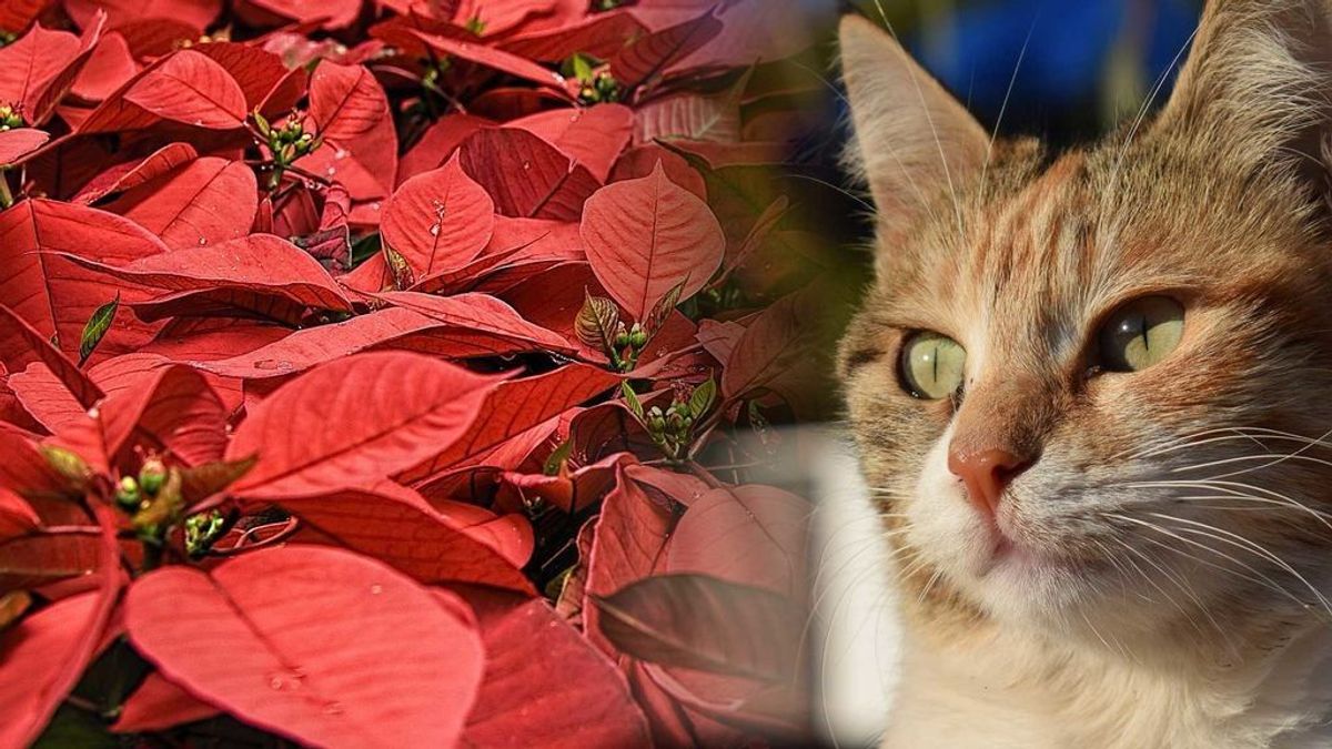 Bulo o realidad: ¿son tóxicas las flores de pascua para los gatos?