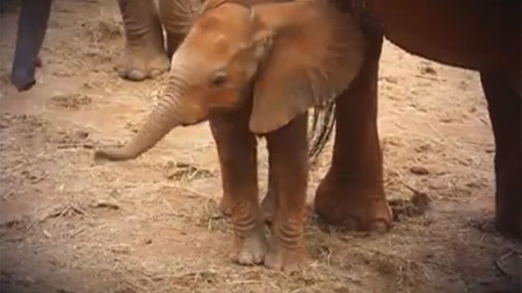 Una elefanta presenta a su cría a los hombres que salvaron su vida