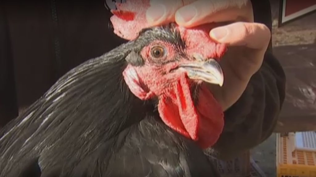 La Feria del Gallo de Vilafranca del Penedés cumple 353 años