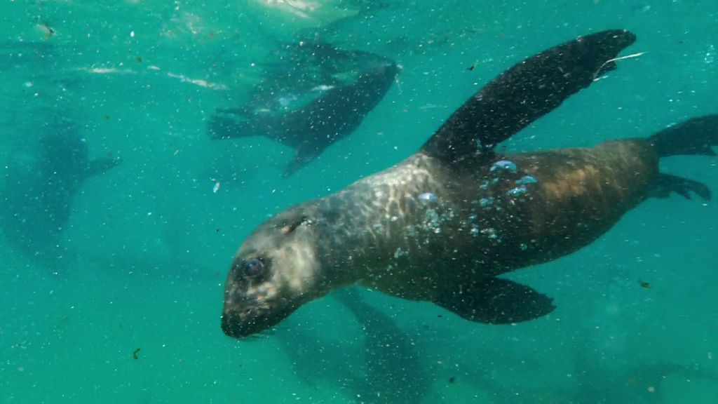 Nadar entre leones marinos, una experiencia que Kike Calleja nunca olvidará