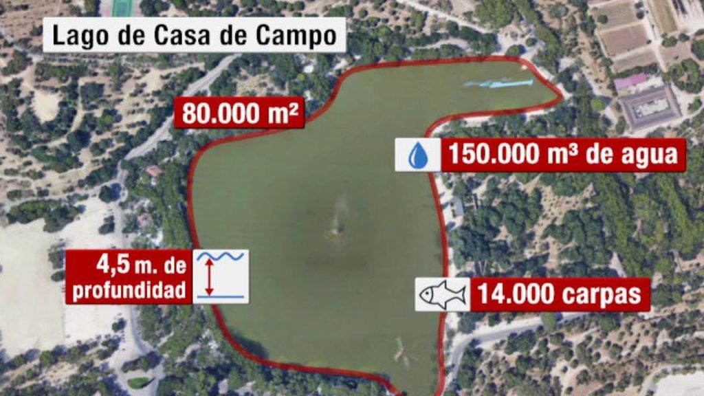 ¿Por qué van a ser exterminadas las 14.000 carpas del lago de la Casa de Campo de Madrid?