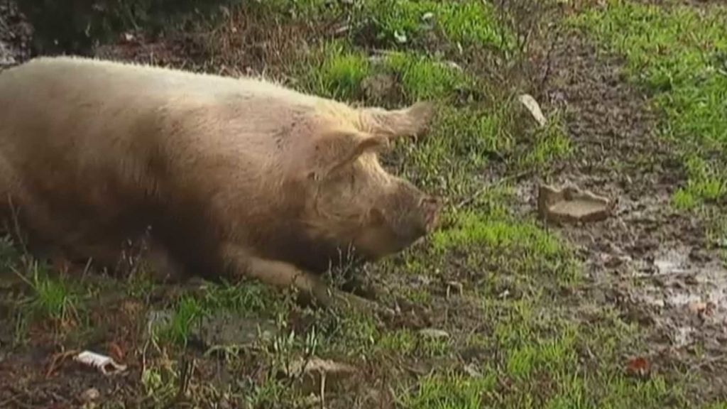 Quinín, un cerdo coruñés convertido en toda una atracción turística