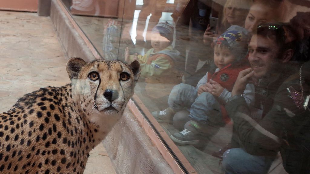 El guepardo en un zoo de Ucrania: ¿Por qué me miran?
