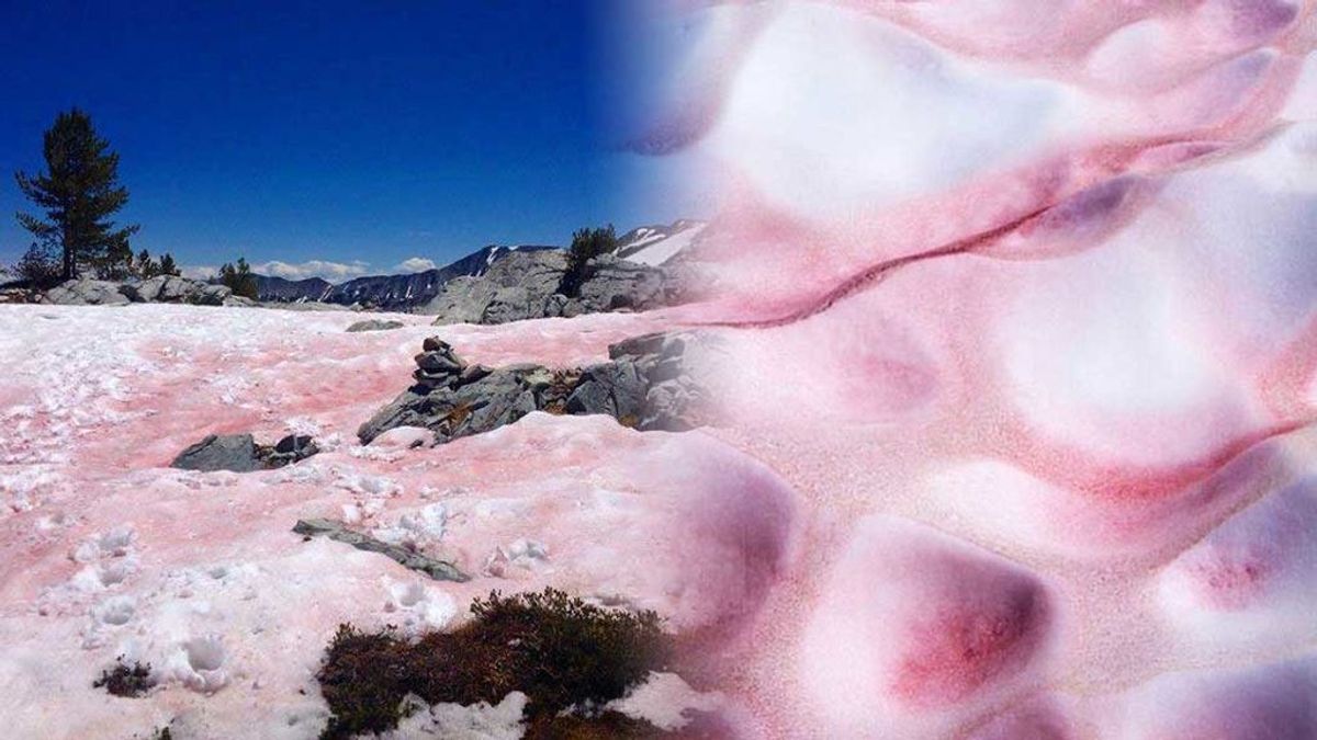 No es un efecto óptico: la nieve rosa existe, y es lo más instagrammeable de las montañas