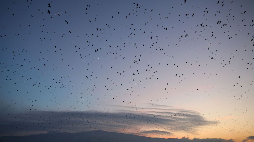 Una gran bandada de pájaros vuela sobre la ciudad de Sofía