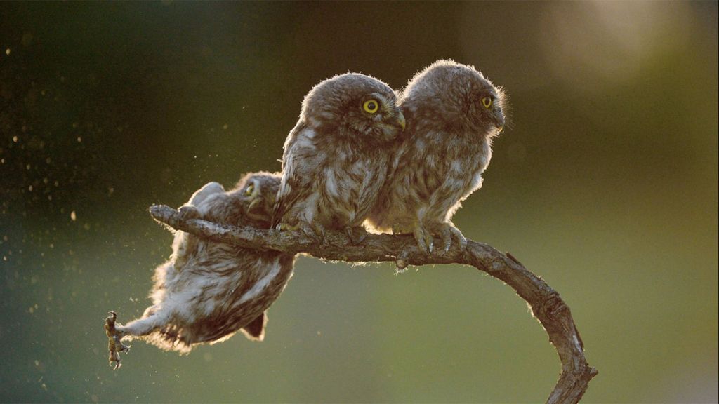 Los animales más divertidos del 2017