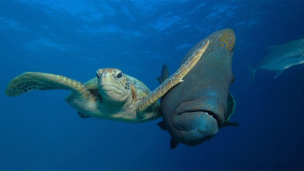 Los animales más divertidos del 2017