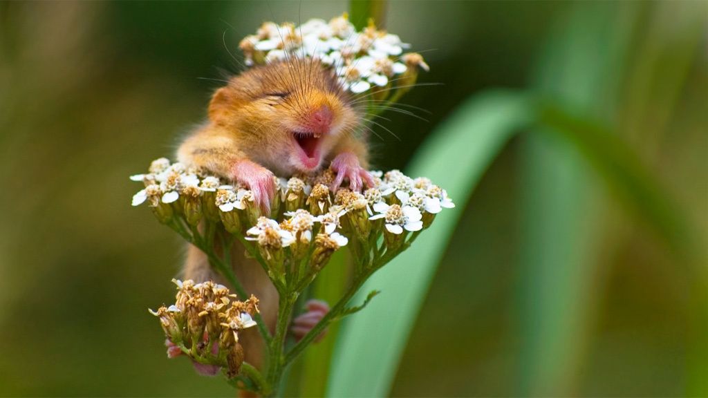 Los animales más divertidos del 2017