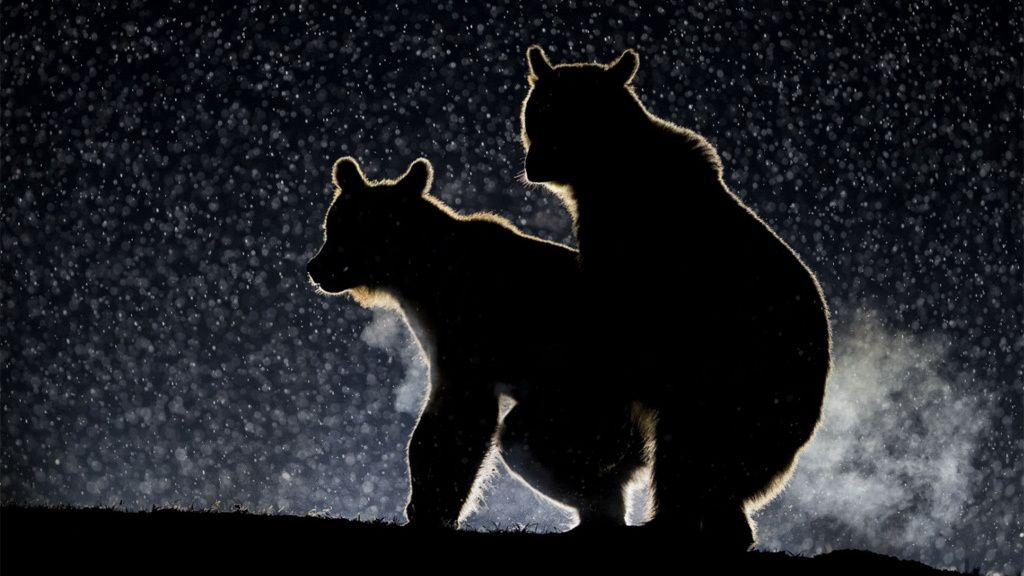 Los animales más divertidos del 2017