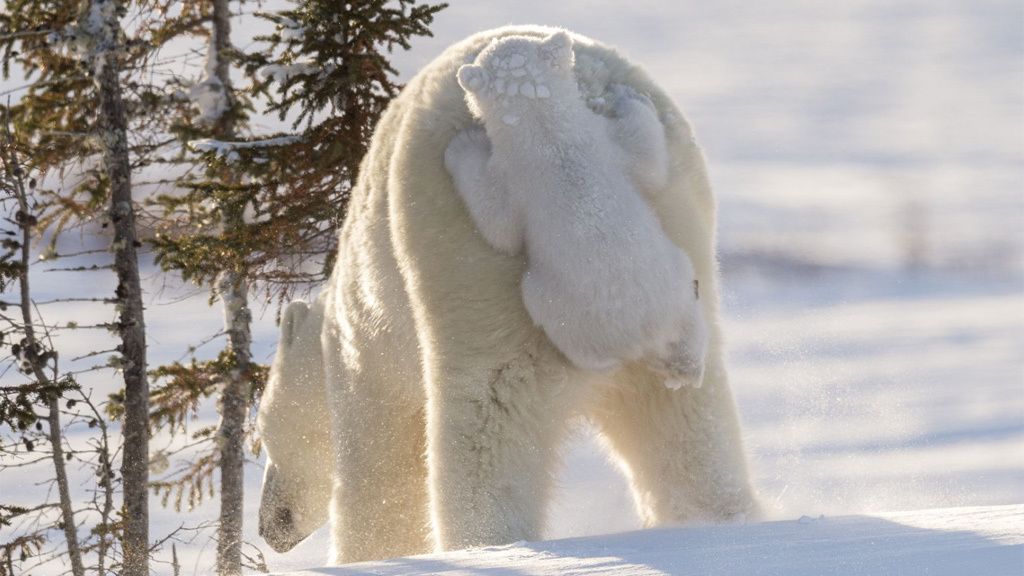Los animales más divertidos del 2017