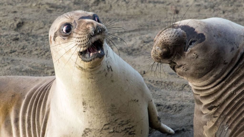 Los animales más divertidos del 2017