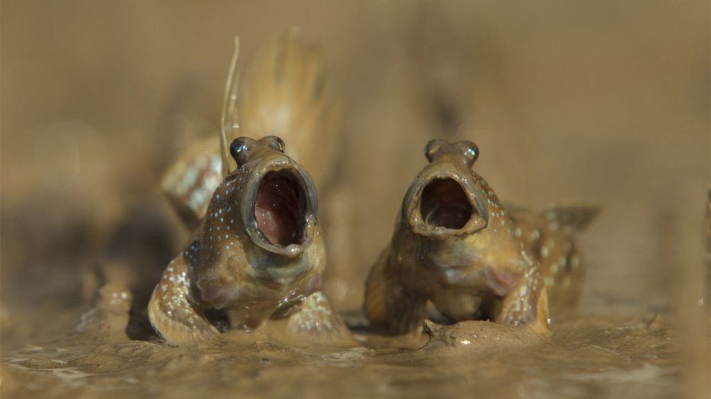 Los animales más divertidos del 2017