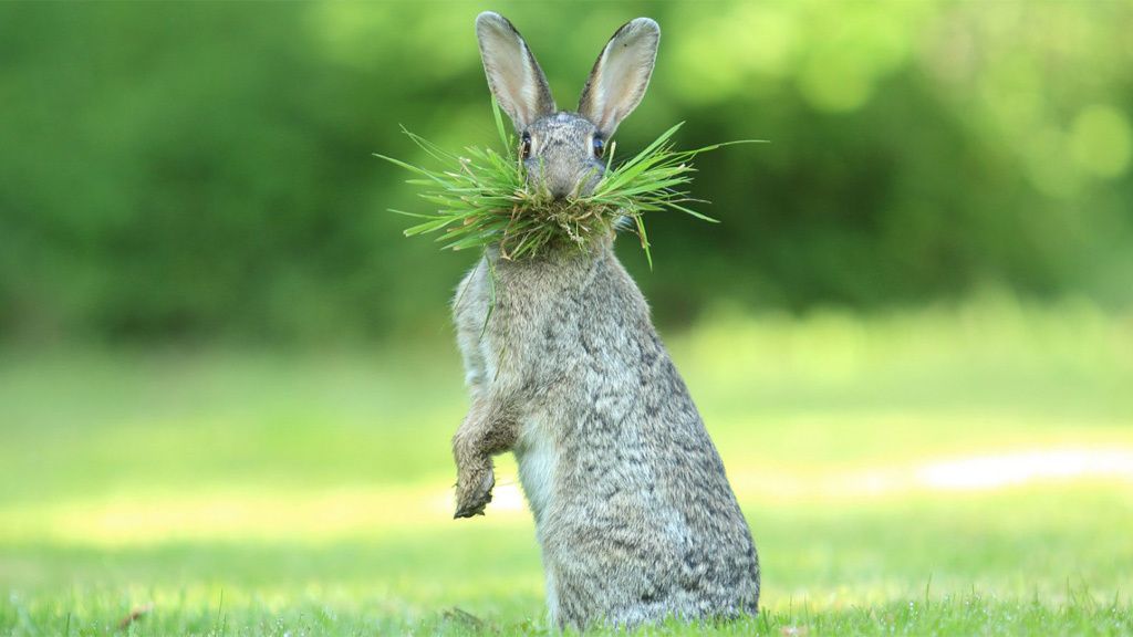 Los animales más divertidos del 2017