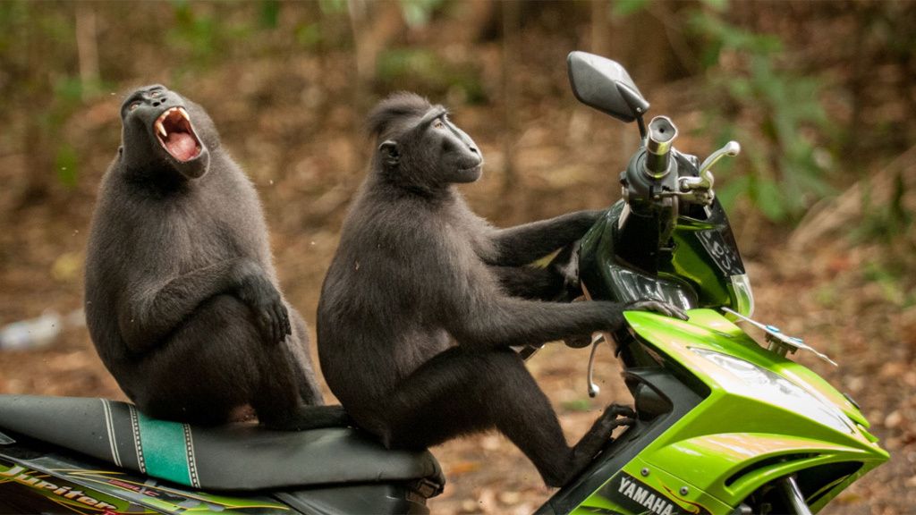 Los animales más divertidos del 2017