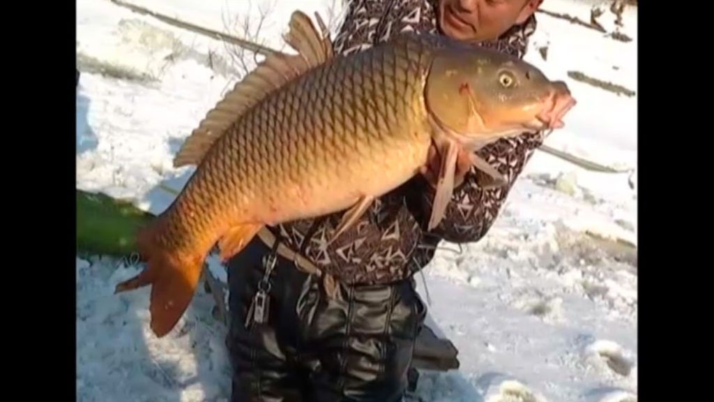 Capturan una impresionante carpa de 16 kilos en un río de China