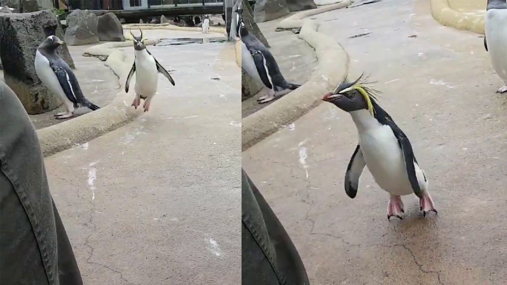 La emoción máxima de un pingüino que conquista a la Red