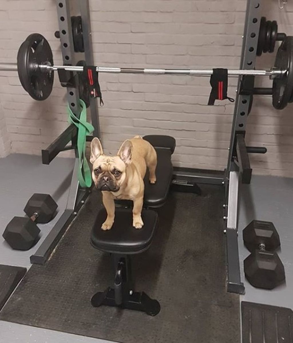 Tu mascota también quiere ser fit: abre el primer gimnasio para perros en España