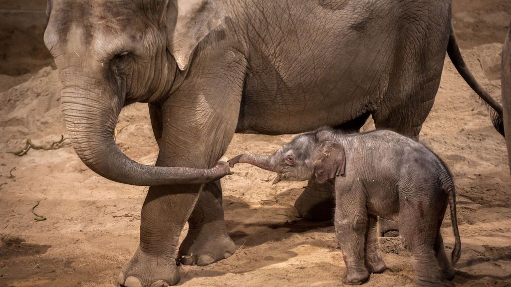 Una cría de elefante nace el día de Navidad en un zoológico belga