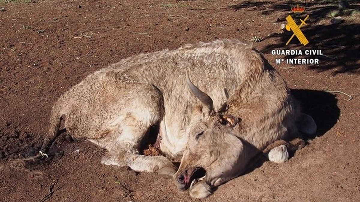 Investigado un ganadero salmantino por matar de hambre a 22 vacas