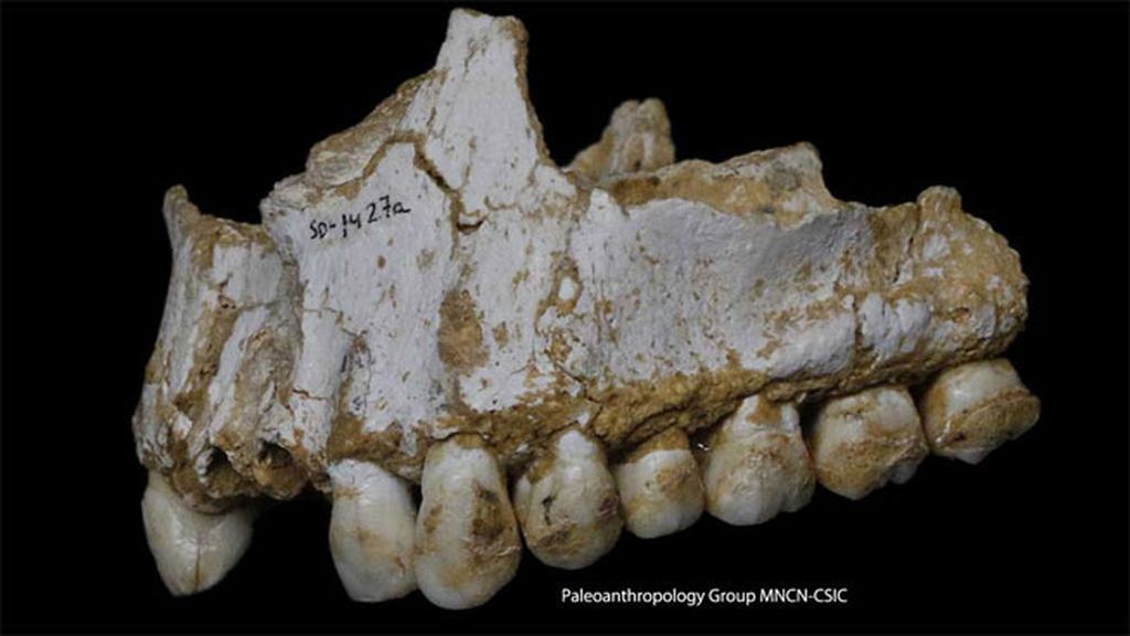 Los neandertales ya tomaban 'aspirinas' y 'antibióticos'