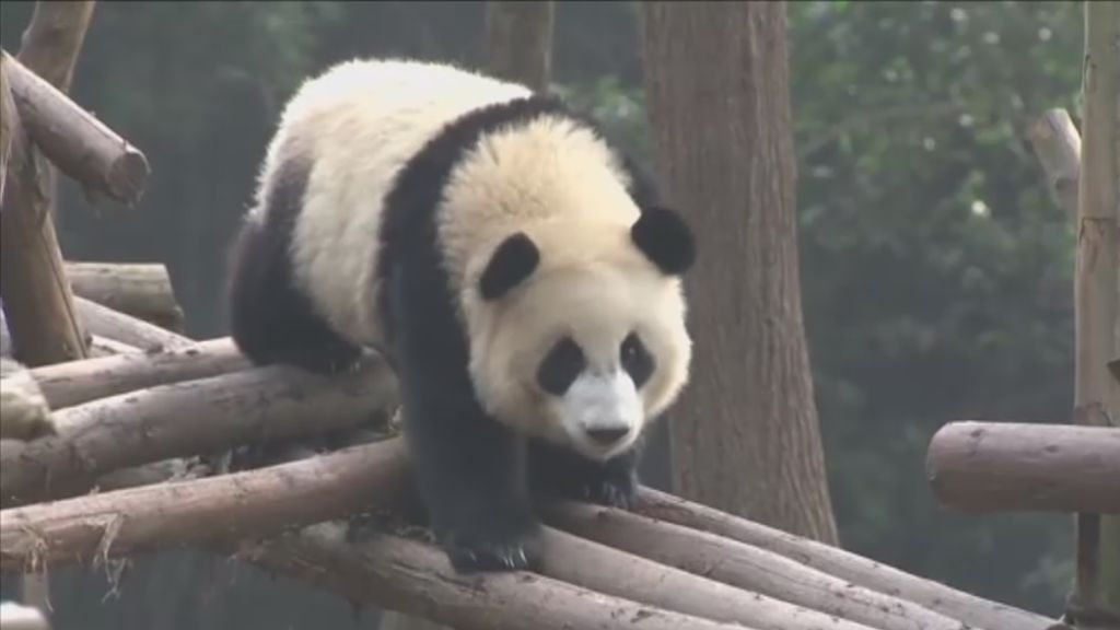 Diez cachorros de panda comienzan una nueva vida sin sus mamás