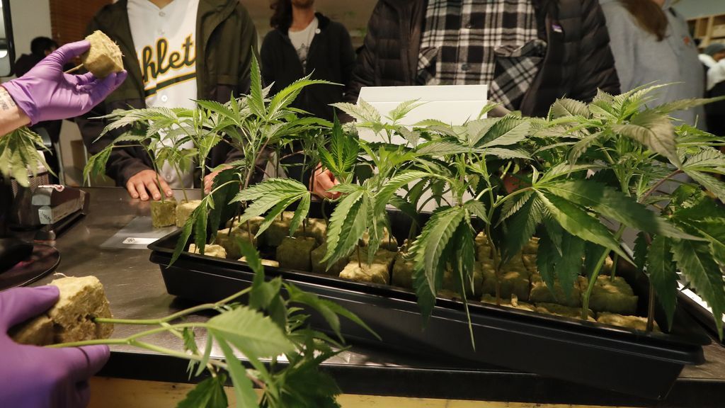 California legaliza el uso de la marihuana para uso recreativo