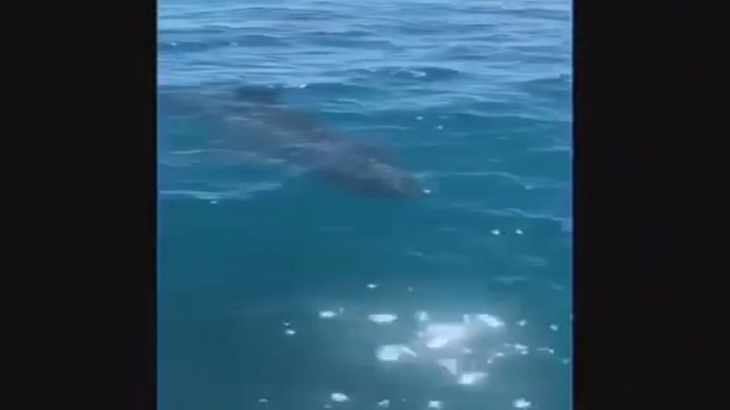 Un gran tiburón aterroriza a una familia cuando estaban navegando en el mar