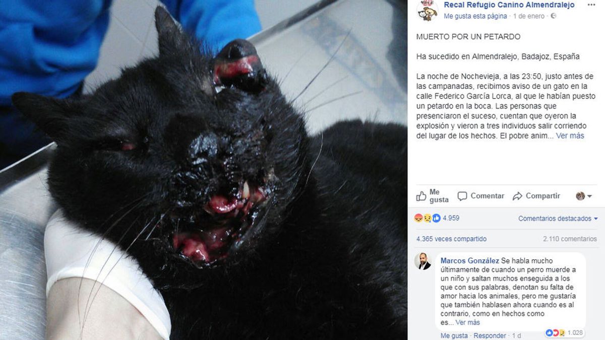 Tres personas hacen explotar un petardo en la boca de un gato en Almendralejo