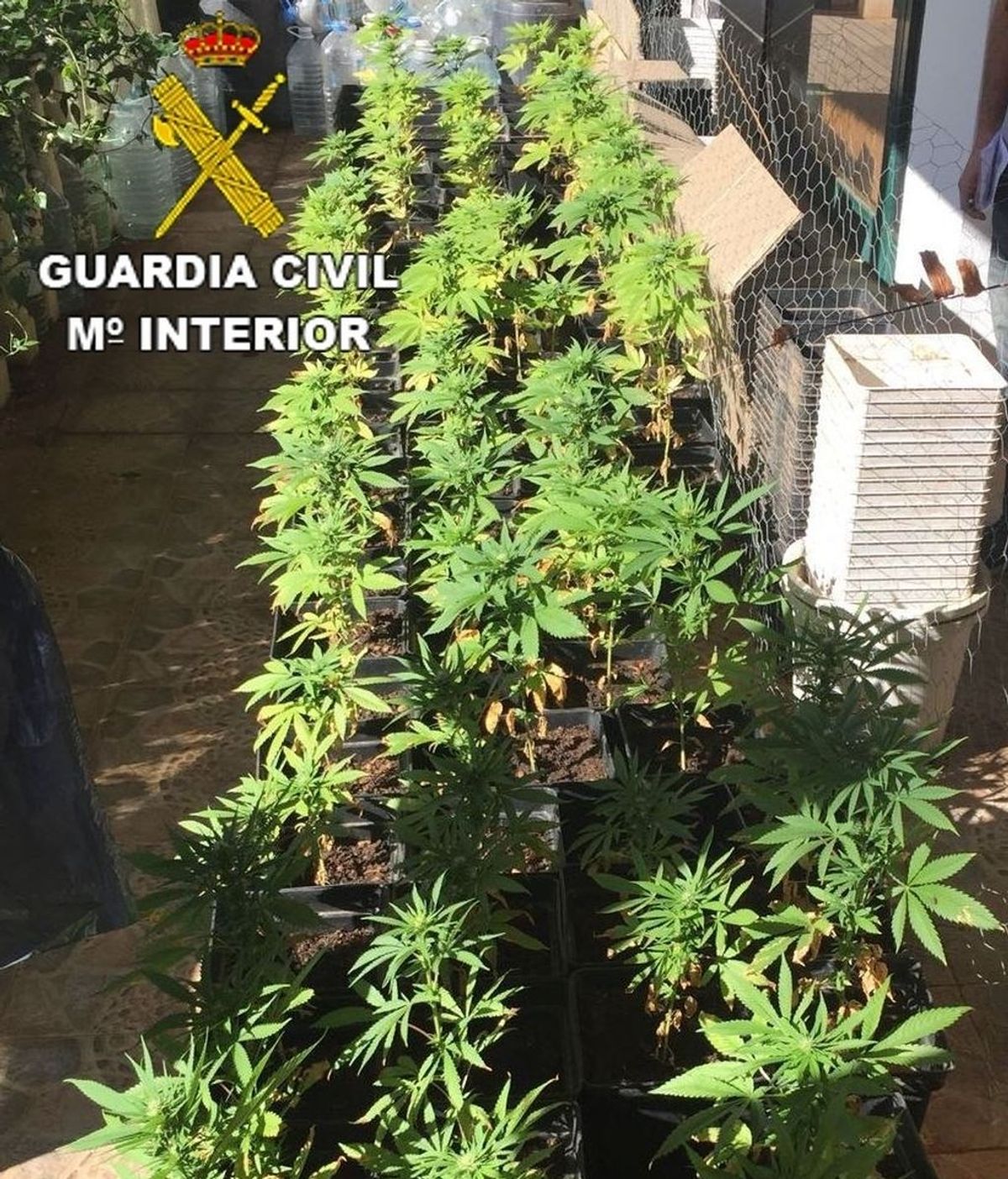 Detenido en Lanzarote por cultivar 81 plantas de marihuana en su casa
