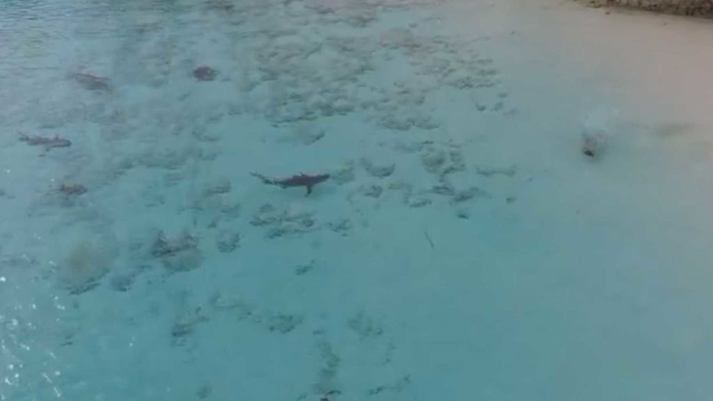 Un niño nada entre tiburones, sin saberlo, en una playa de Bahamas