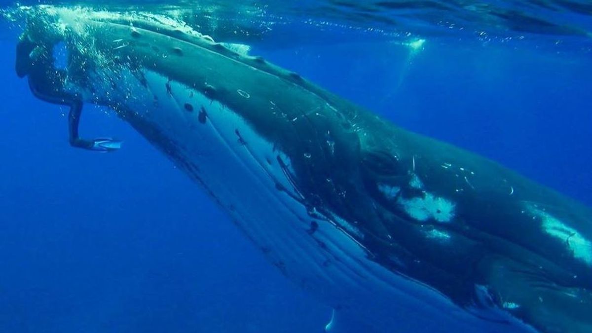 La impresionante imagen que muestra cómo una ballena salva a una mujer de un tiburón
