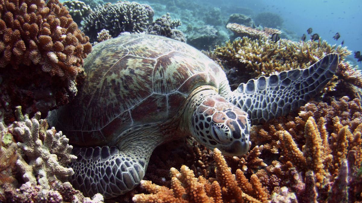 Científicos advierten que las tortugas macho se están convirtiendo en hembras por el cambio climático