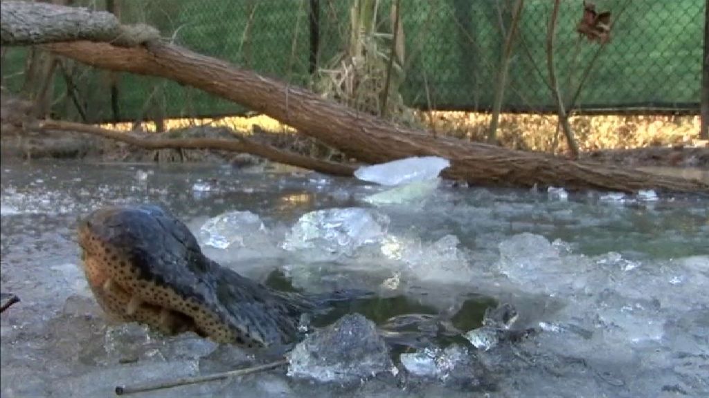 Imágenes de supervivencia de los aligátores en plena ola de frío en Carolina del Norte