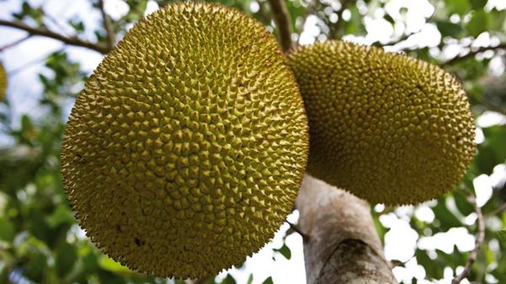 Jackfruit: la superheroína que es una fruta y que salvará al mundo del hambre