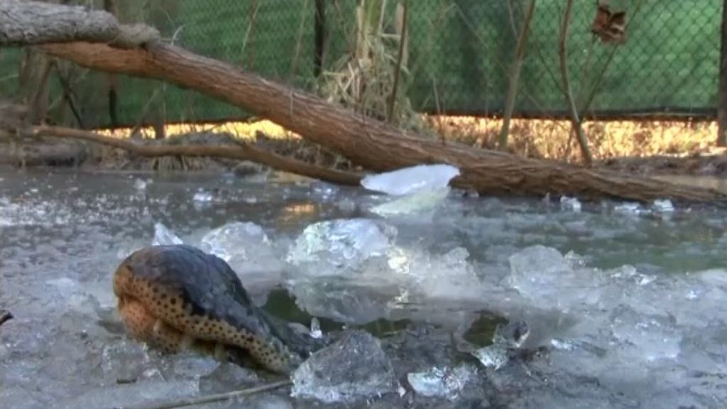 Ola de frío, falta de pelo y grasa: los aligátores ya están en estado de hibernación