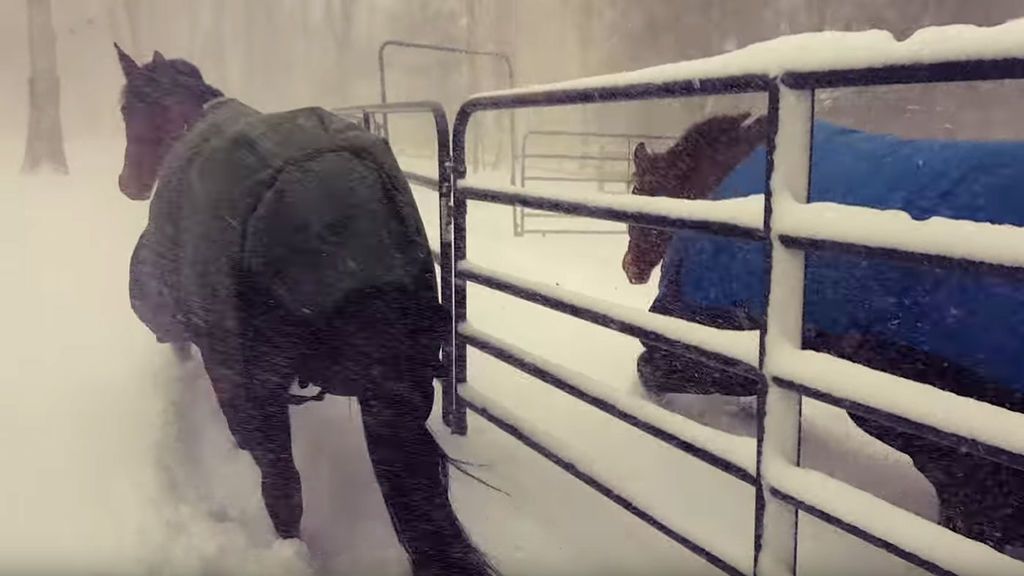 La reacción de estos caballos ante la nieve no es lo que esperabas