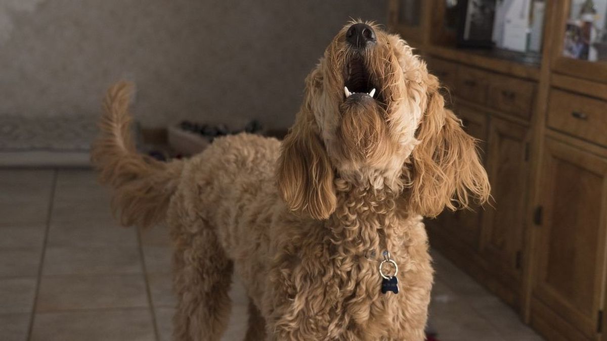 Los ladridos y aullidos de los perros son contaminación acústica según un juez de Sevilla