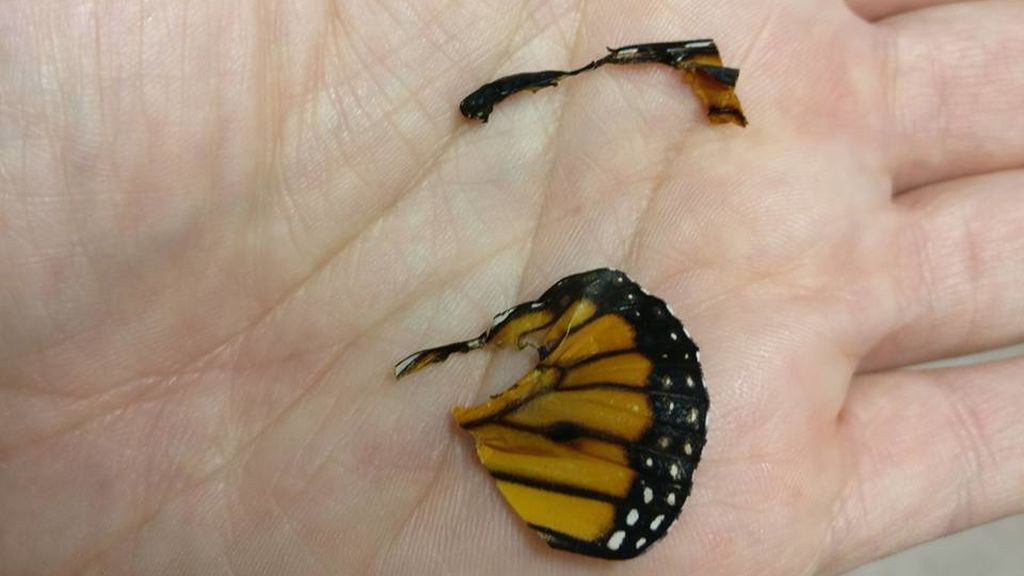 La mujer que hizo un trasplante de alas a una mariposa herida