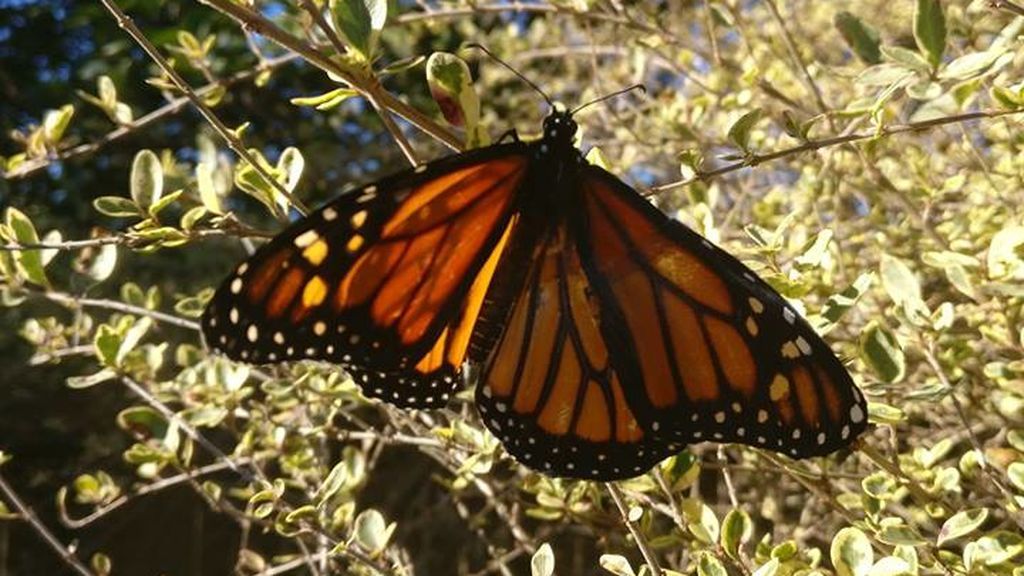 Mariposa