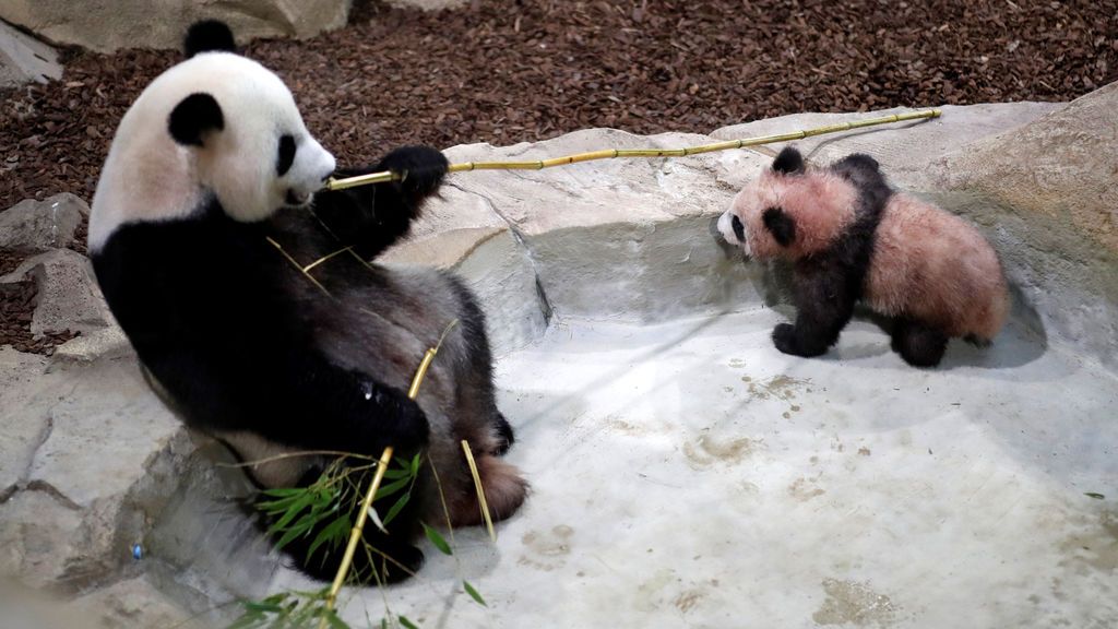 Yuan Meng, el primer cachorro de panda gigante nacido en Francia