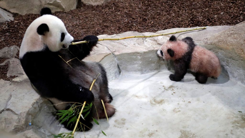 Yuan Meng, el primer cachorro de panda gigante nacido en Francia