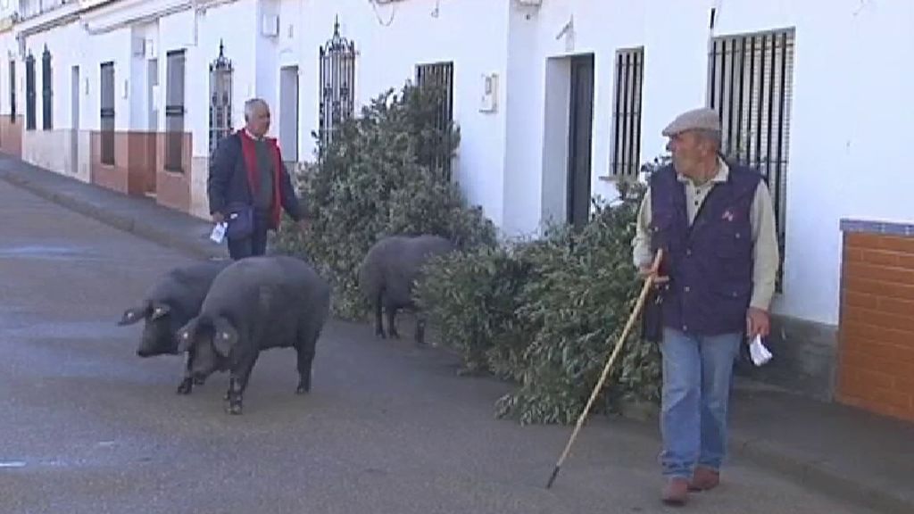 Trigueros celebra su tradicional rifa de cerdos