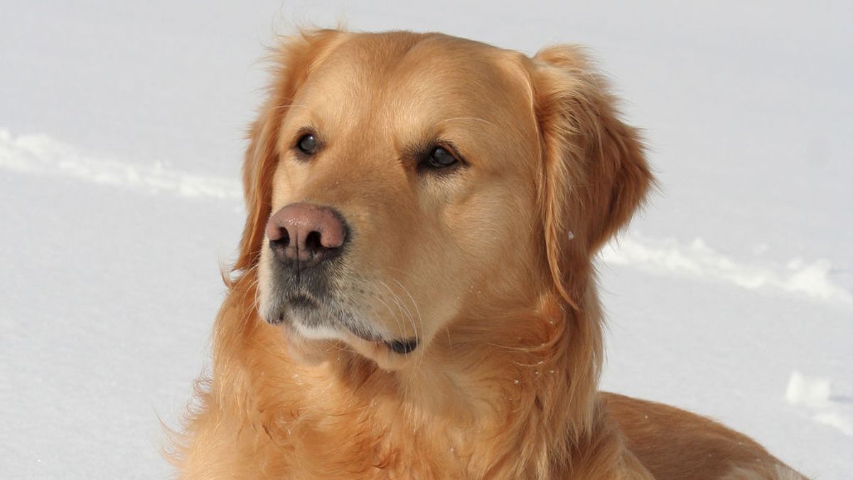 Una perra desaparecida sobrevive cinco días enterrado en la nieve