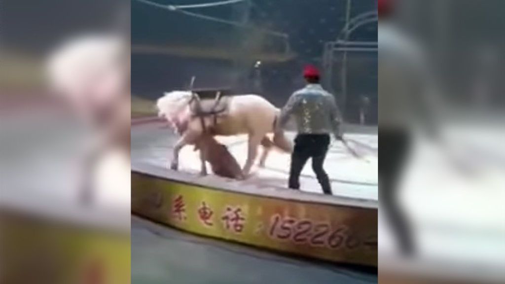 Un tigre y una leona devoran a un caballo en un espectáculo de un circo