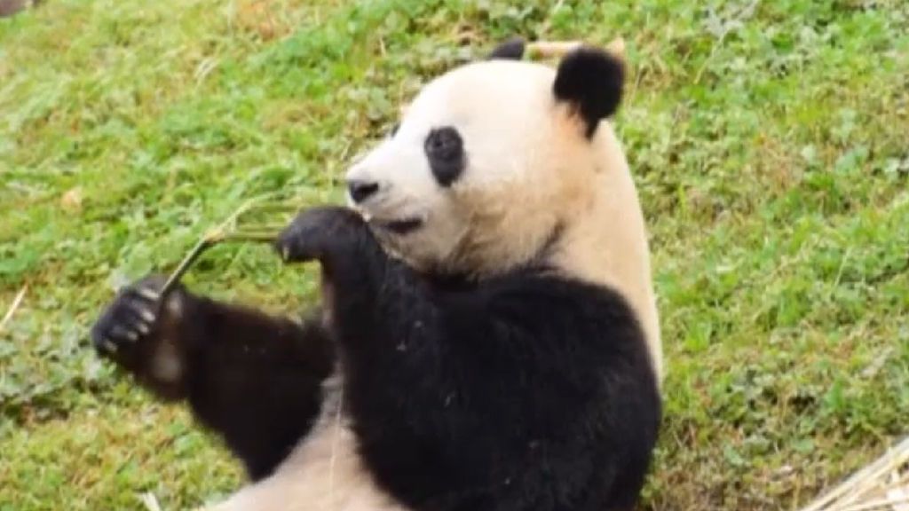 Dos pandas gigantes disfrutarán de comida fresca en su vuelo de China a Finlandia